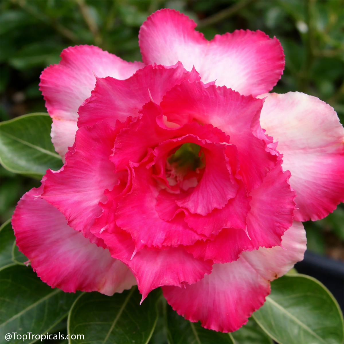 Desert Rose (Adenium) Leela, Grafted Desert Rose (Adenium) Leela, Grafted