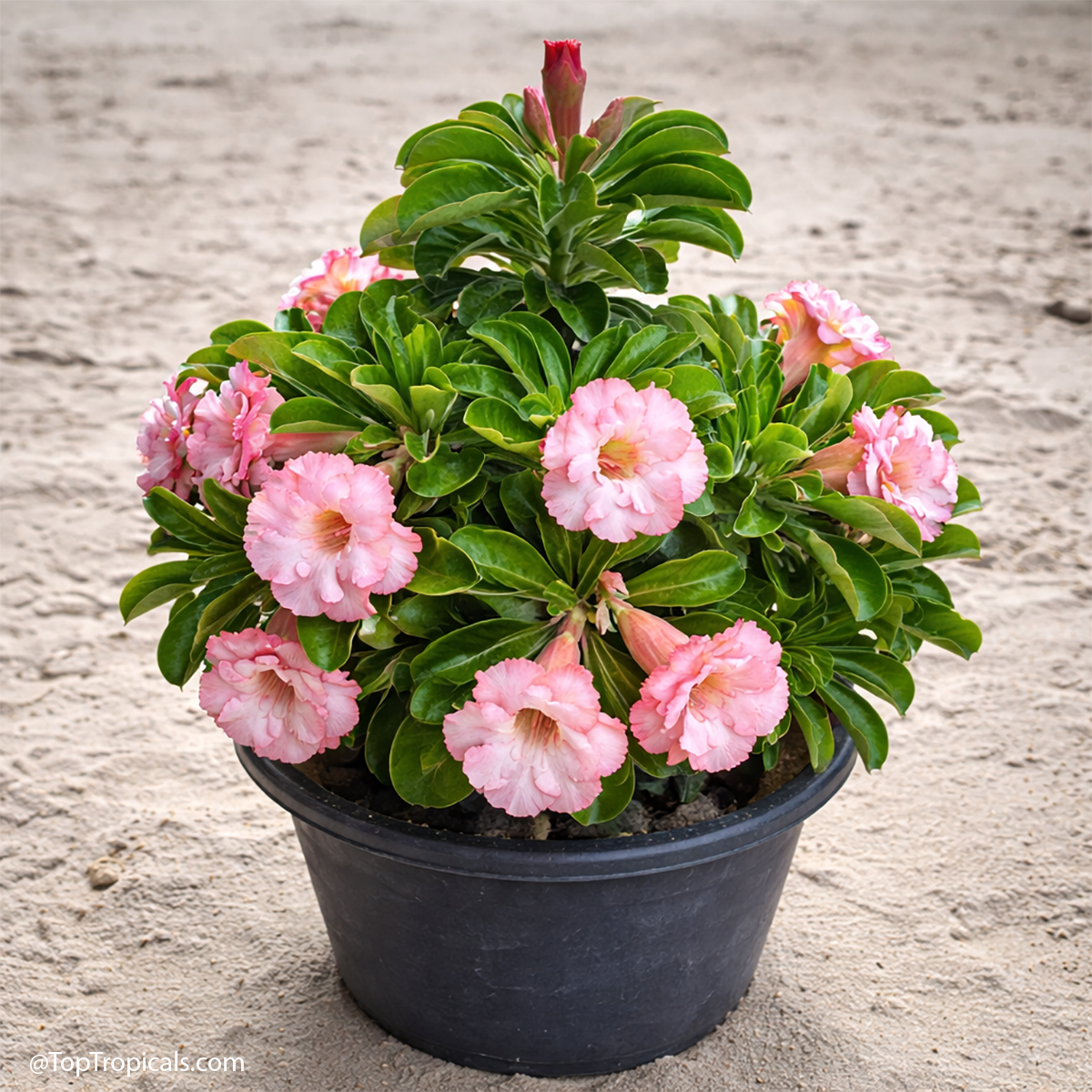 Desert Rose (Adenium) Medusa Double, Grafted Desert Rose (Adenium) Medusa Double, Grafted