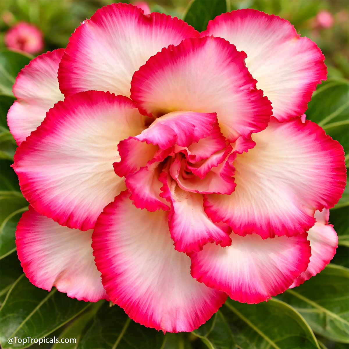 Desert Rose (Adenium) Ploy Sakorn, Grafted Desert Rose (Adenium) Ploy Sakorn, Grafted