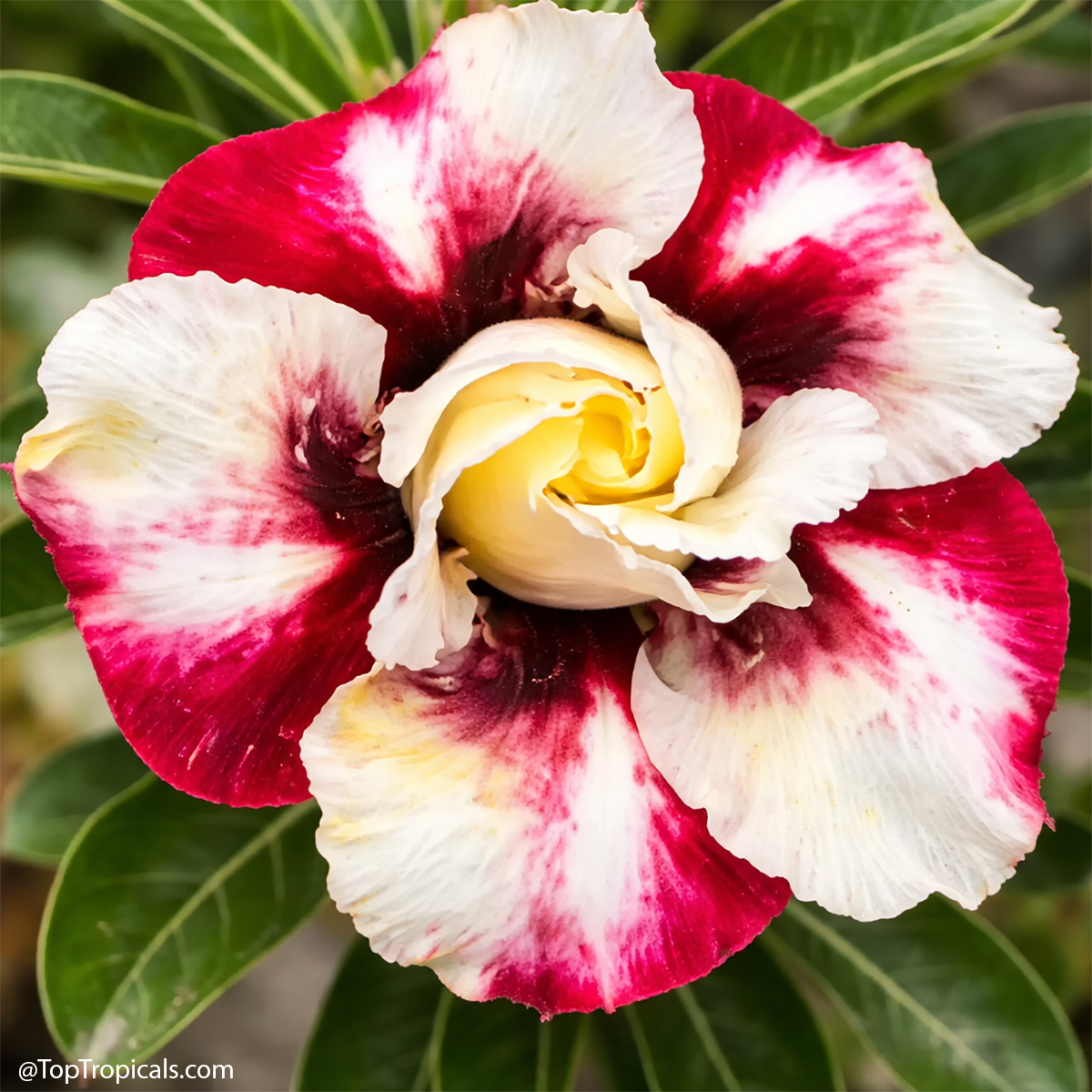 Desert Rose (Adenium) Pratum Thong, Grafted Desert Rose (Adenium) Pratum Thong, Grafted