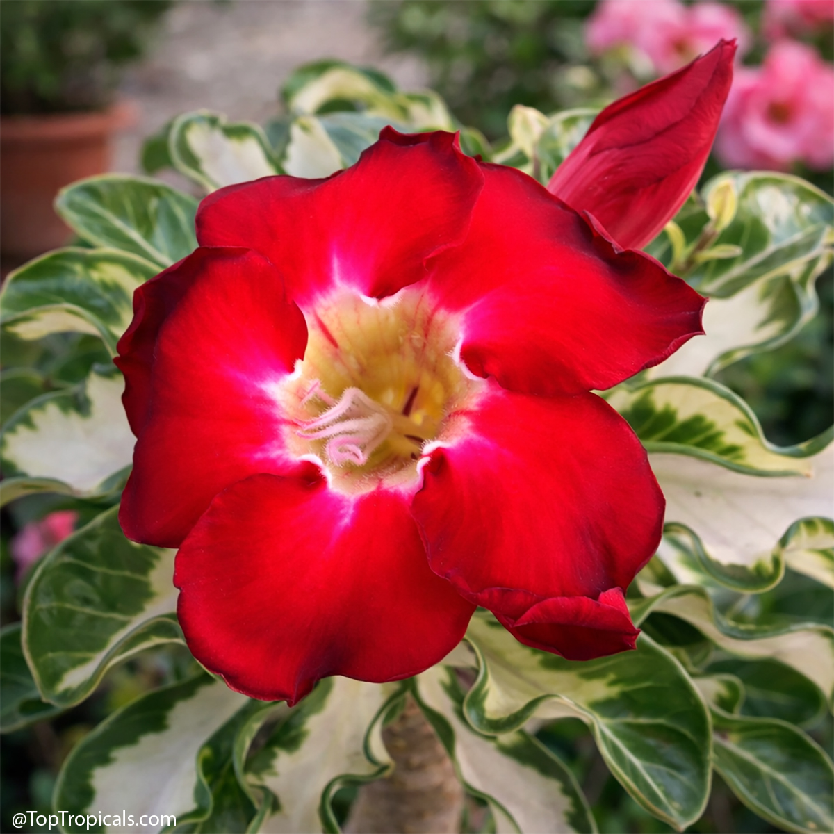 Desert Rose (Adenium) Superbar, variegated, Grafted Desert Rose (Adenium) Superbar, variegated, Grafted
