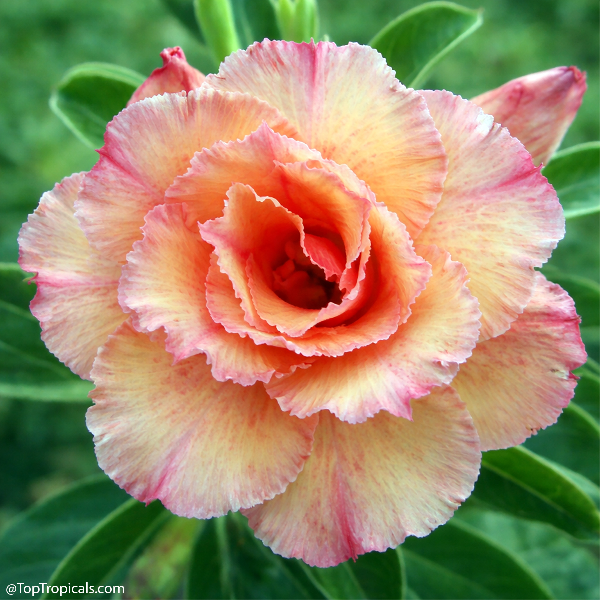 Desert Rose (Adenium) Sweet Rosie, Grafted Desert Rose (Adenium) Sweet Rosie, Grafted