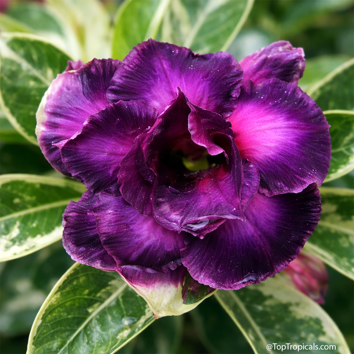 Desert Rose (Adenium) Wonderful Purple variegated, Grafted Desert Rose (Adenium) Wonderful Purple variegated, Grafted