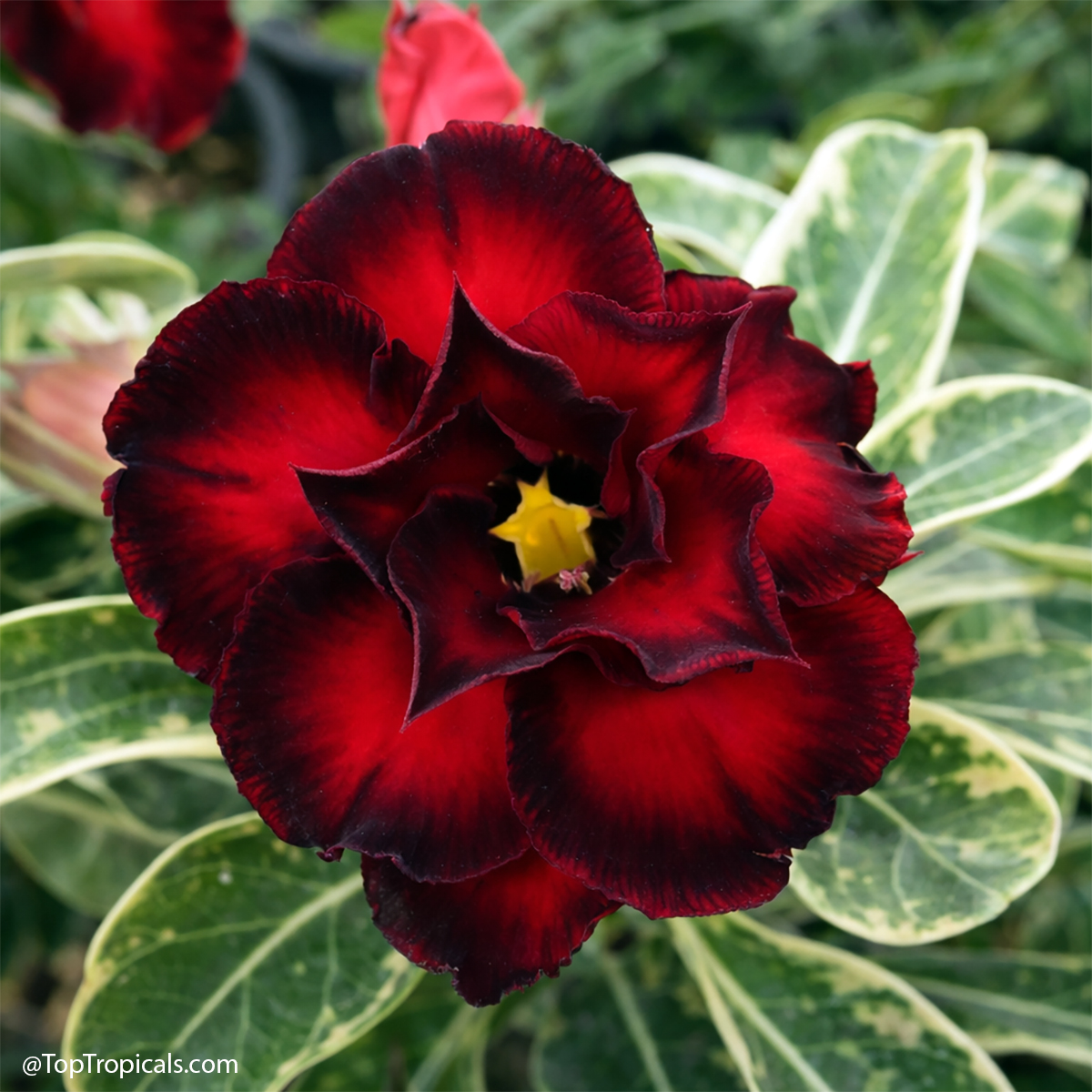 Desert Rose (Adenium) Wonderful Red variegated, Grafted Desert Rose (Adenium) Wonderful Red variegated, Grafted