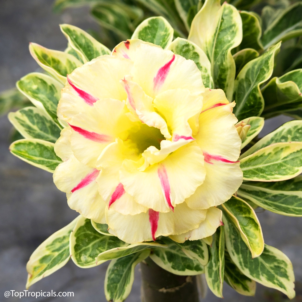 Desert Rose (Adenium) Wonderful Yellow variegated, Grafted Desert Rose (Adenium) Wonderful Yellow variegated, Grafted