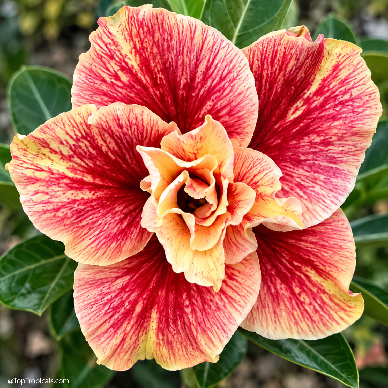Adenium Yellow Gift (Sai Thong), Desert Rose, Grafted Adenium Yellow Gift (Sai Thong), Desert Rose, Grafted