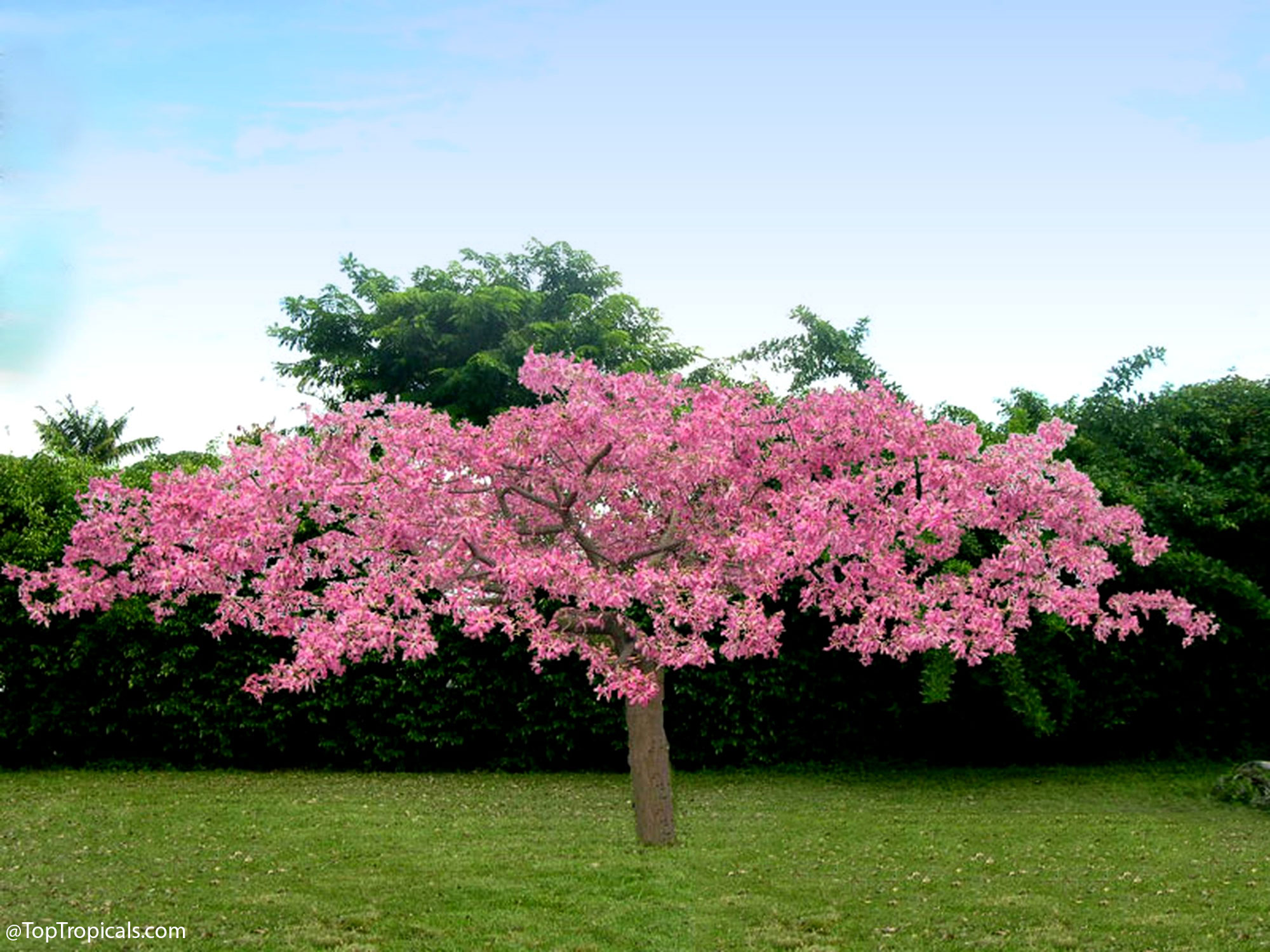 Ceiba speciosa, Chorisia speciosa, Silk Floss Tree, Bombax. Dwarf Princess Ceiba speciosa, Chorisia speciosa, Silk Floss Tree, Bombax. Dwarf Princess