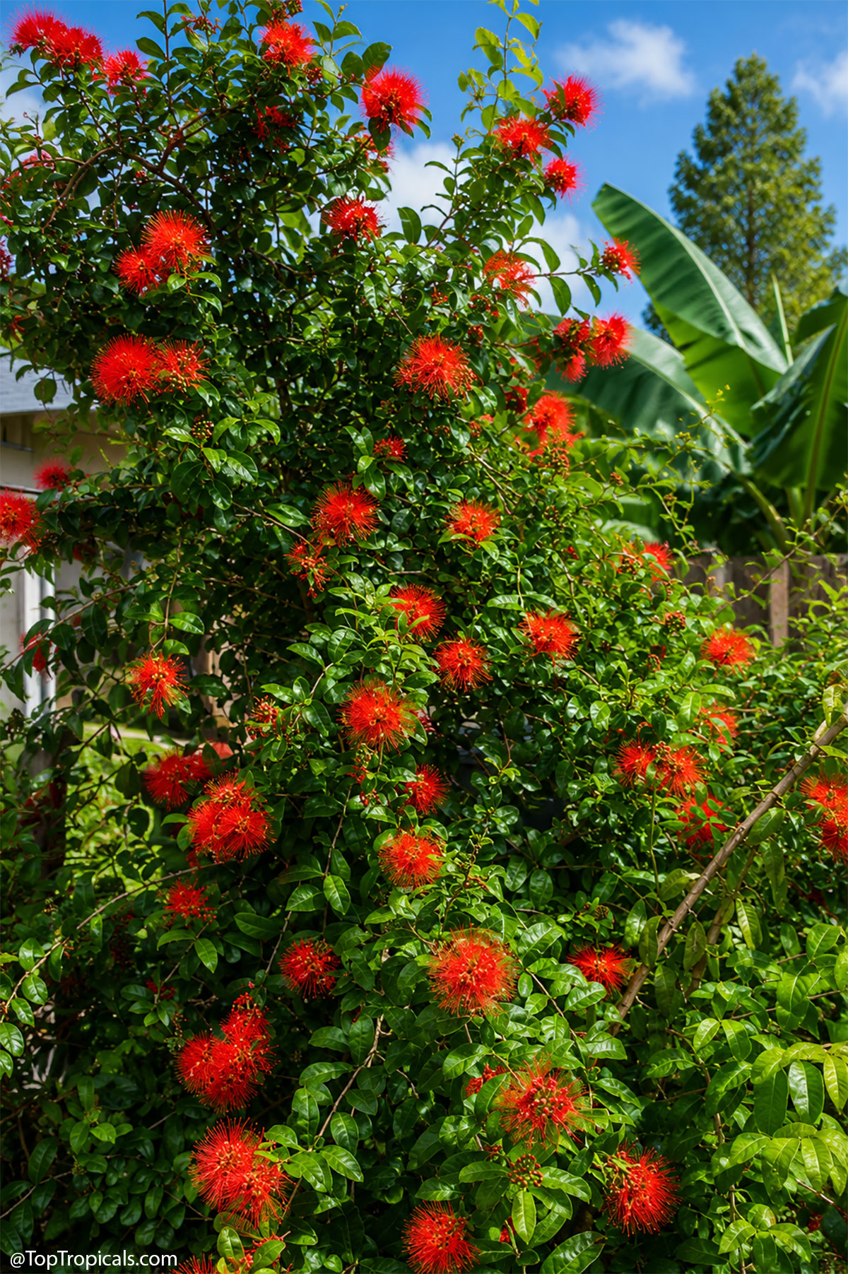 Combretum constrictum (Thailand Powderpuff) has round red flowers and thick green leaves Combretum constrictum (Thailand Powderpuff) red flower clusters on a green leafy plant