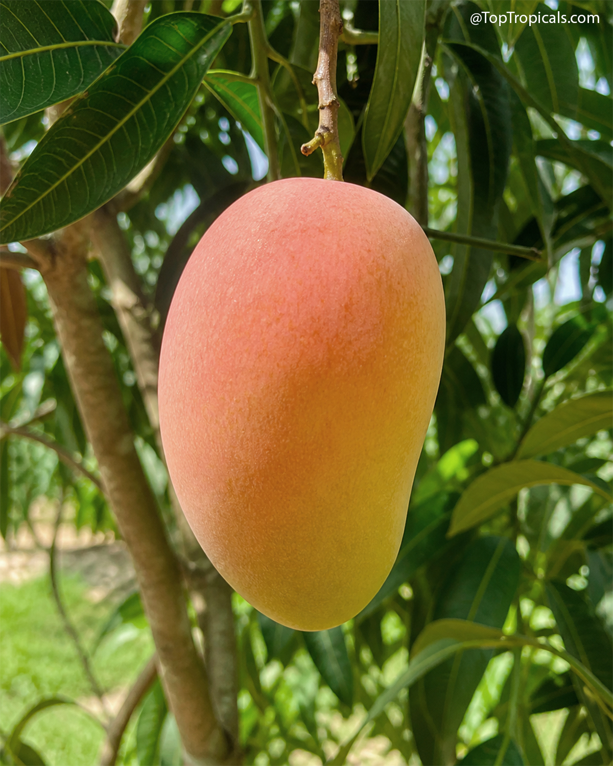 Mango tree Rosigold, Grafted, 25 gal pot (Mangifera indica) Mango tree Rosigold, Grafted, 25 gal pot (Mangifera indica)
