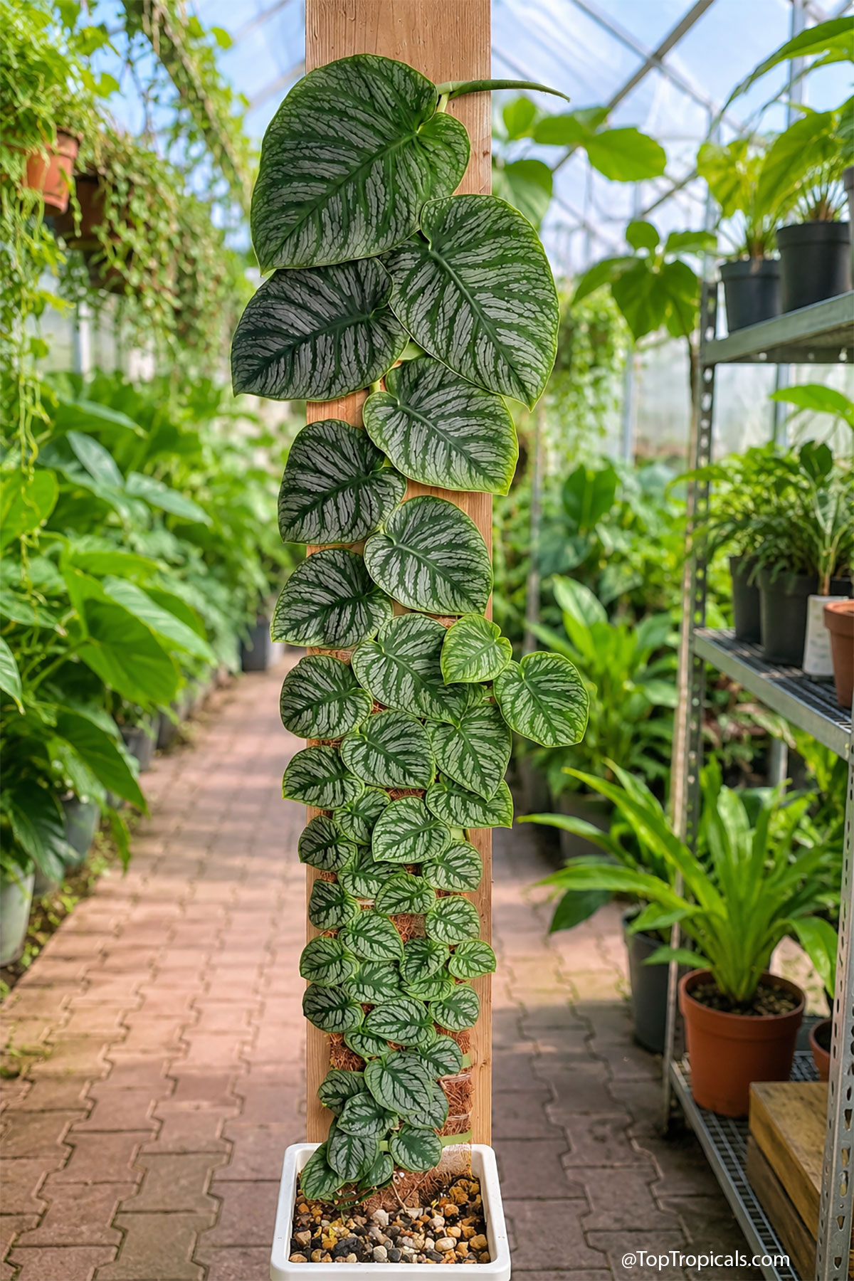 Monstera dubia (Penanola) plant growing on a wooden support board in a square pot Monstera dubia (Penanola) plant with small heart-shaped green leaves climbing up wooden support plank