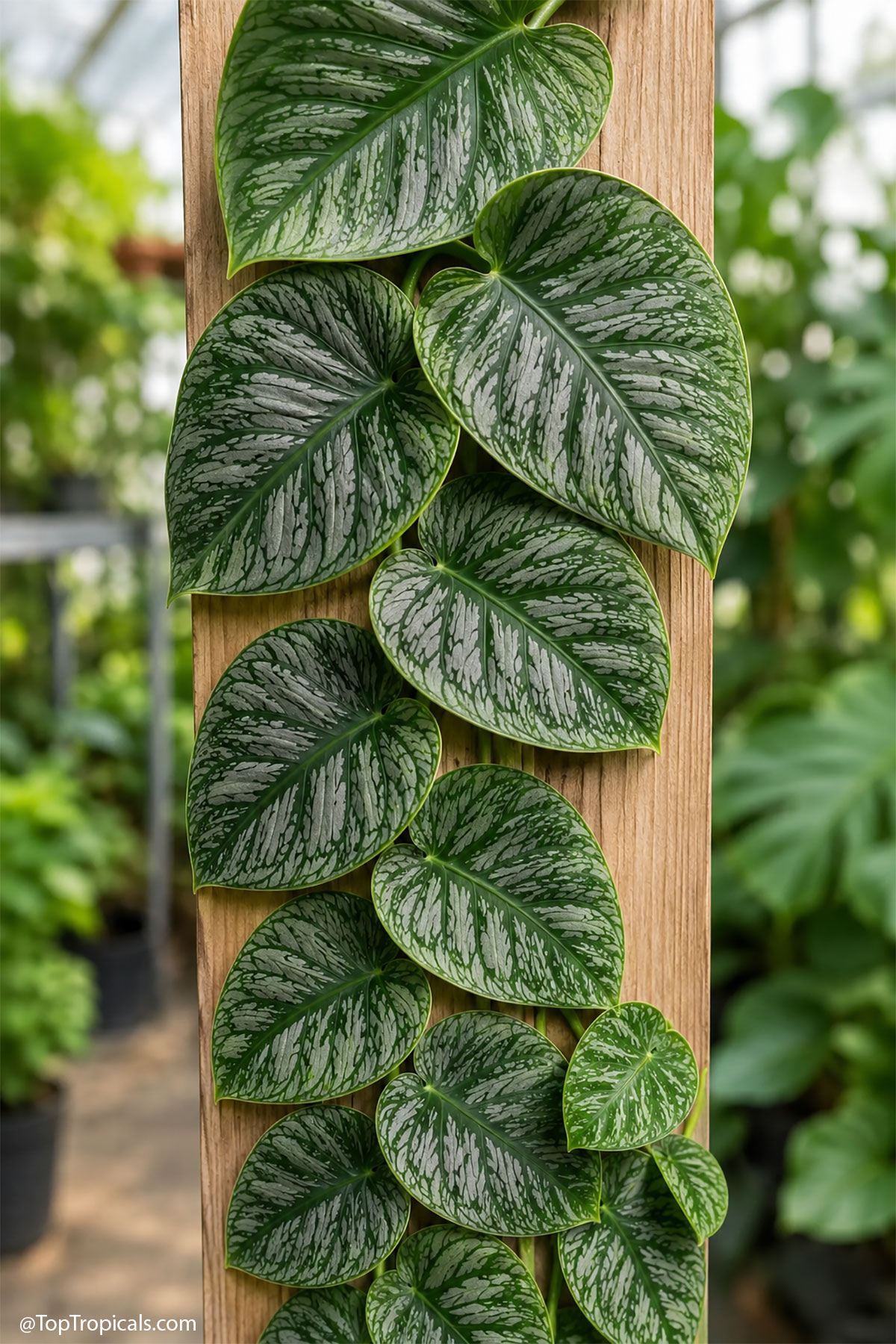 Monstera dubia (Penanola) with heart-shaped green and silver leaves clinging tightly to a wood board. Monstera dubia (Penanola) plant with green and silver heart-shaped leaves climbing up wooden board.