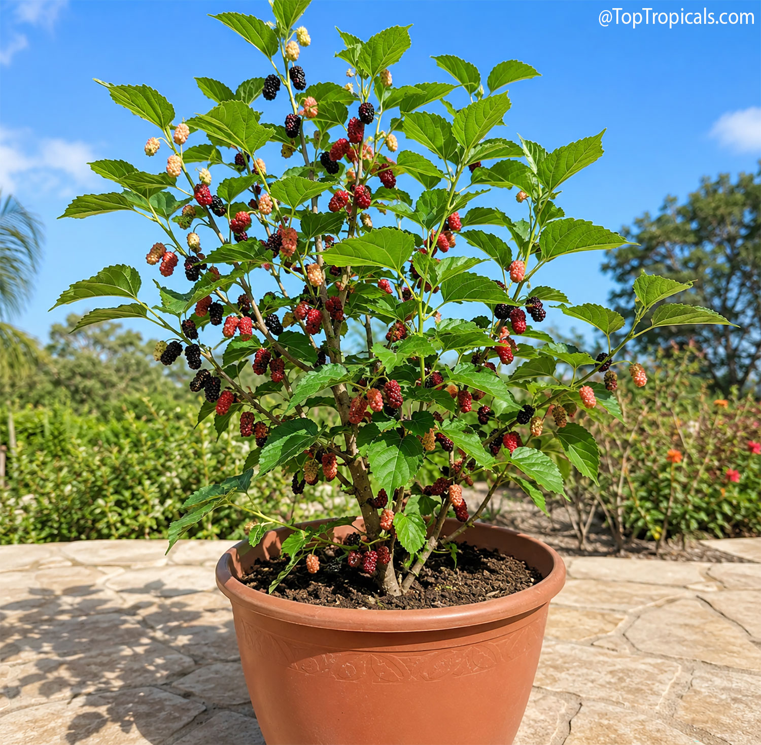 Mulberry tree Issai Dwarf (Morus x Alba) Mulberry tree Issai Dwarf (Morus x Alba)