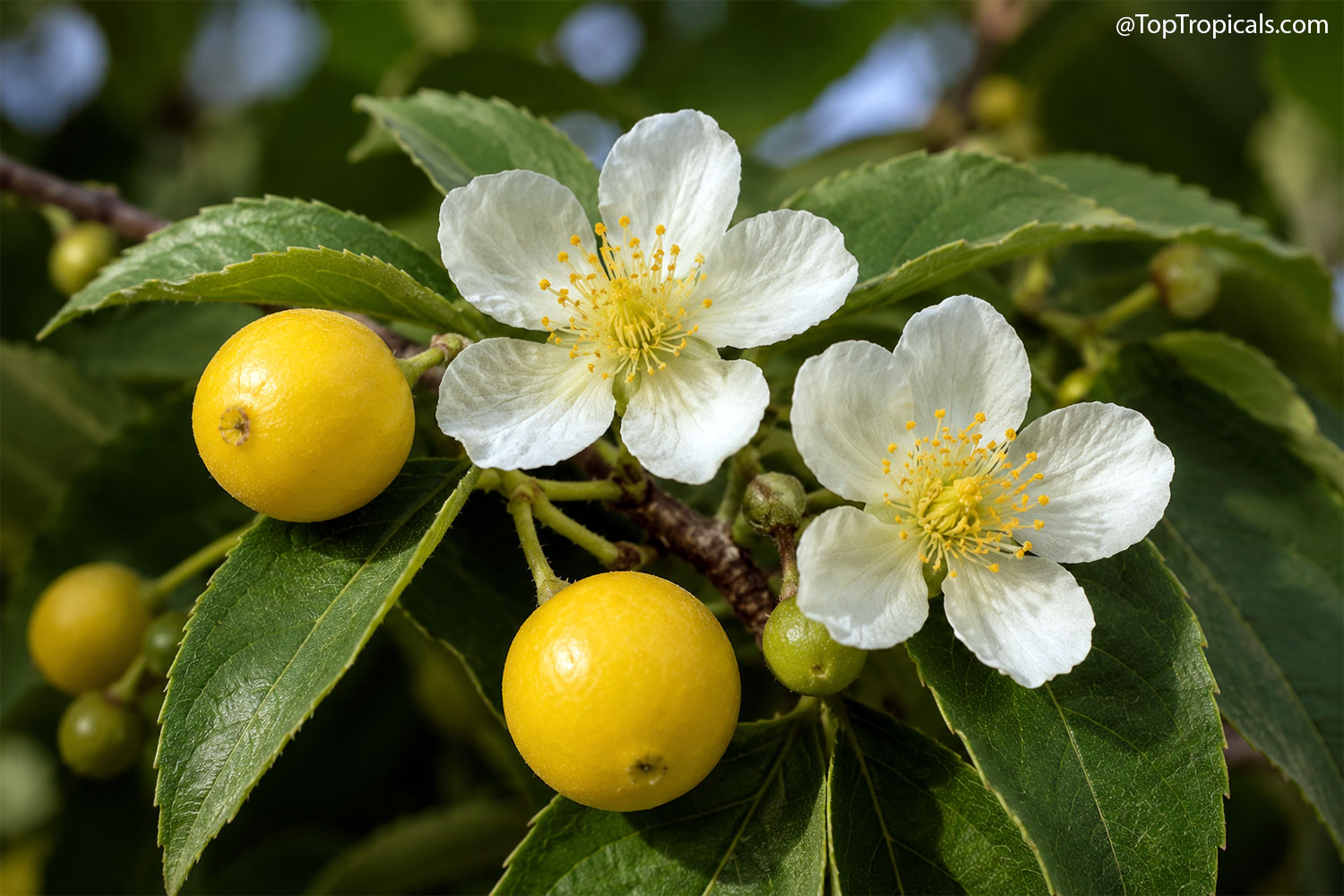 Strawberry tree, Yellow fruit (Muntingia calabura) Strawberry tree, Yellow fruit (Muntingia calabura)