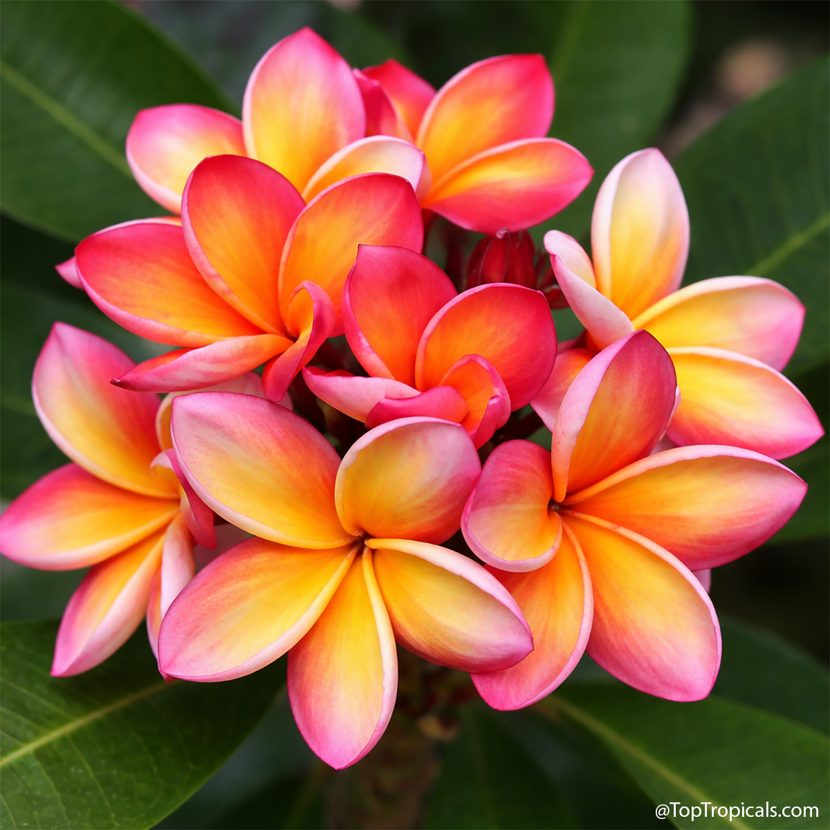 Plumeria Som Paruay, Grafted Plumeria Som Paruay, Grafted