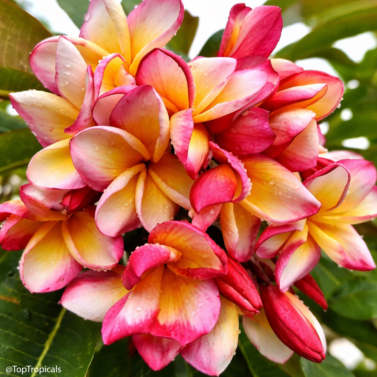 Plumeria Sunset Symphony (P6), Grafted Plumeria Sunset Symphony (P6), Grafted