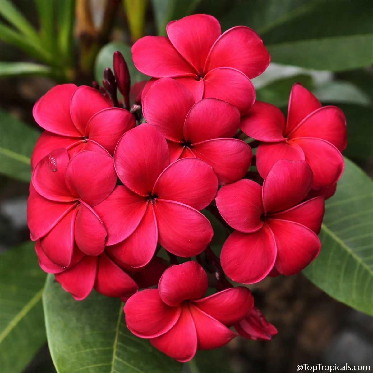 Plumeria Wasithee Red, Grafted Plumeria Wasithee Red, Grafted