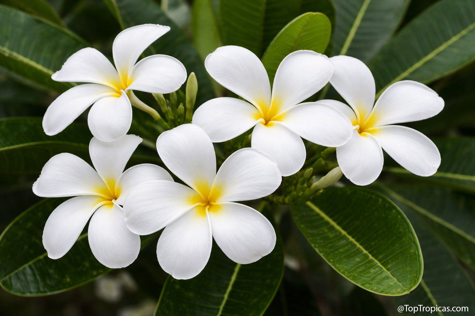 Plumeria obtusa Alba, Singapore White, Dwarf, Grafted Plumeria obtusa Alba, Singapore White, Dwarf, Grafted