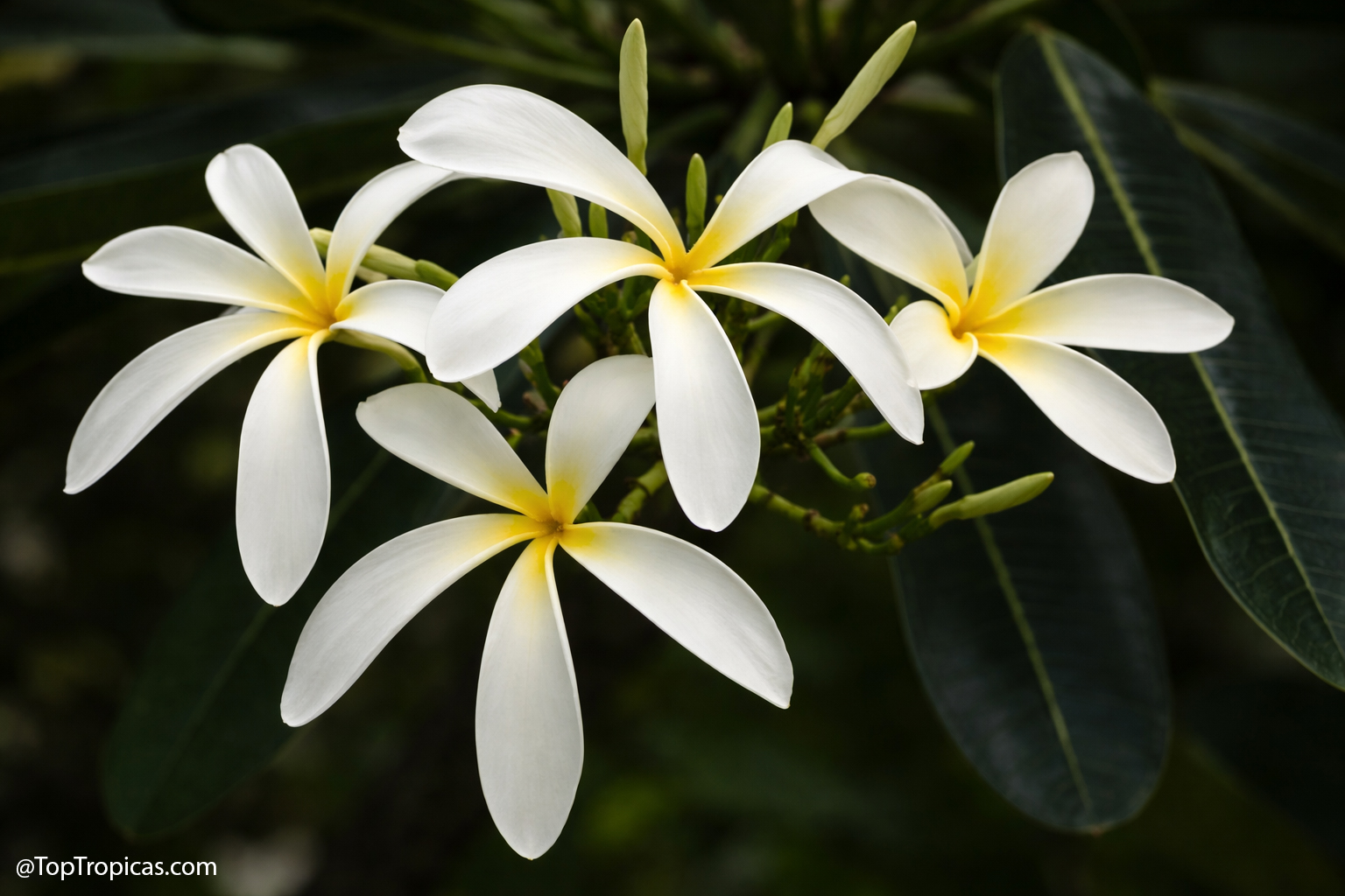 Plumeria obtusa, Yellow Dwarf, Grafted Plumeria obtusa, Yellow Dwarf, Grafted