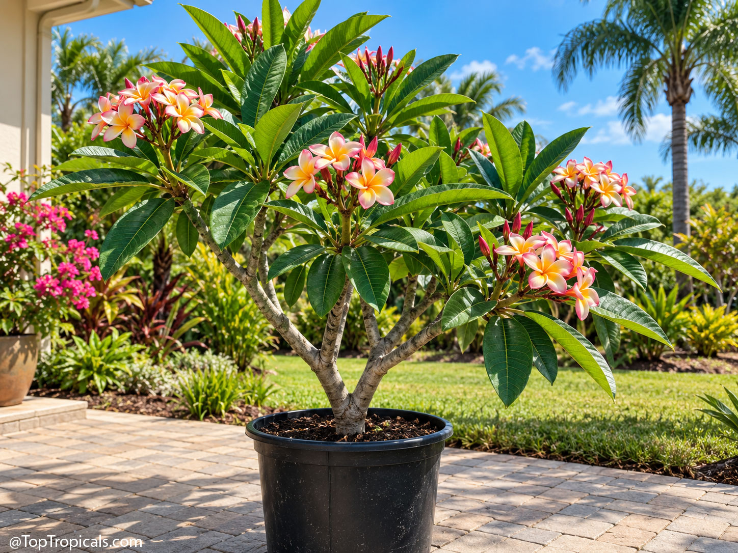 Plumeria rubra, Frangipani, large size Plumeria rubra, Frangipani, large size