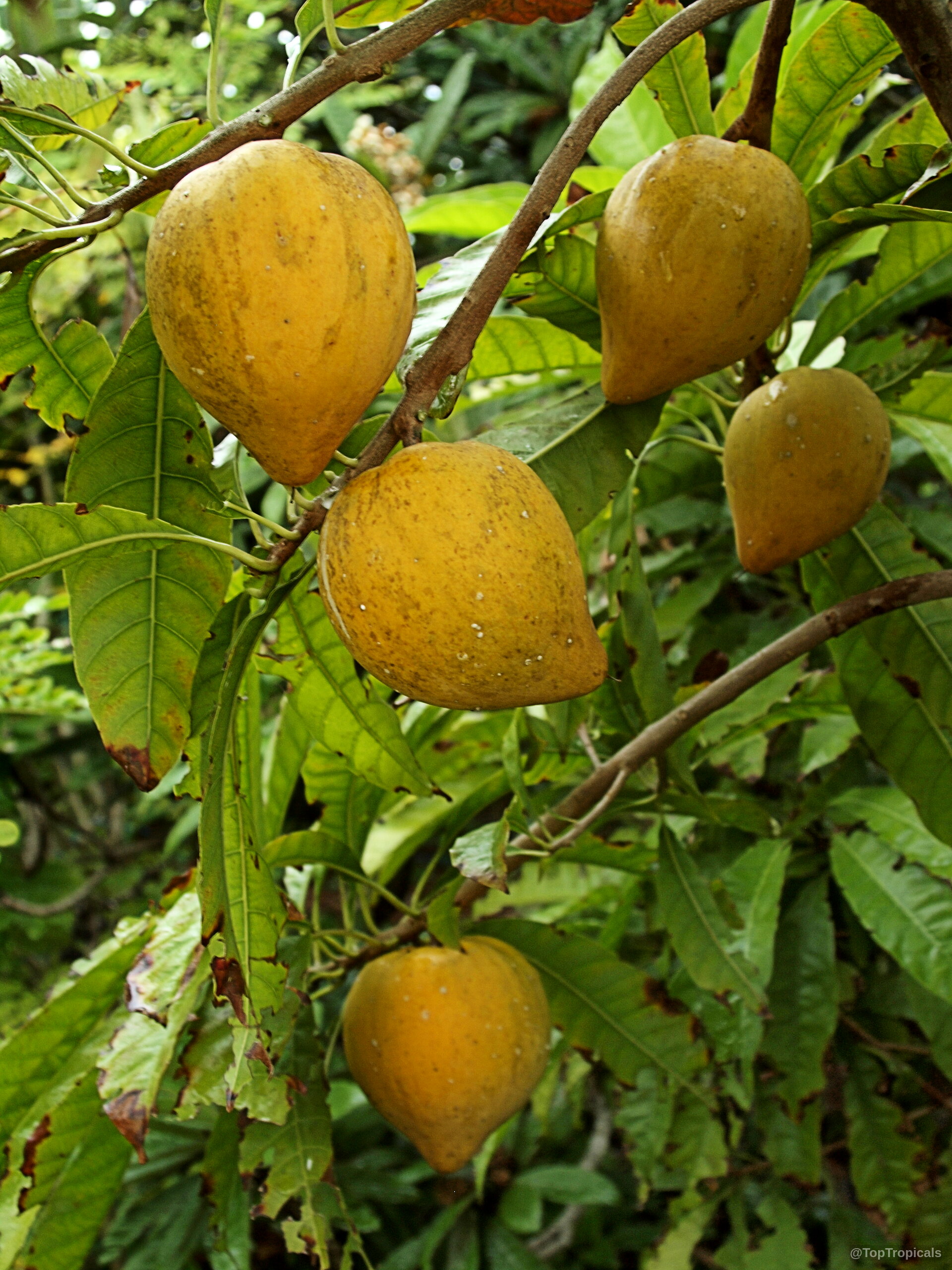Canistel Sapote Fruit Tree, Eggfruit, large size (Pouteria campechiana) Canistel Sapote Fruit Tree, Eggfruit, large size (Pouteria campechiana)
