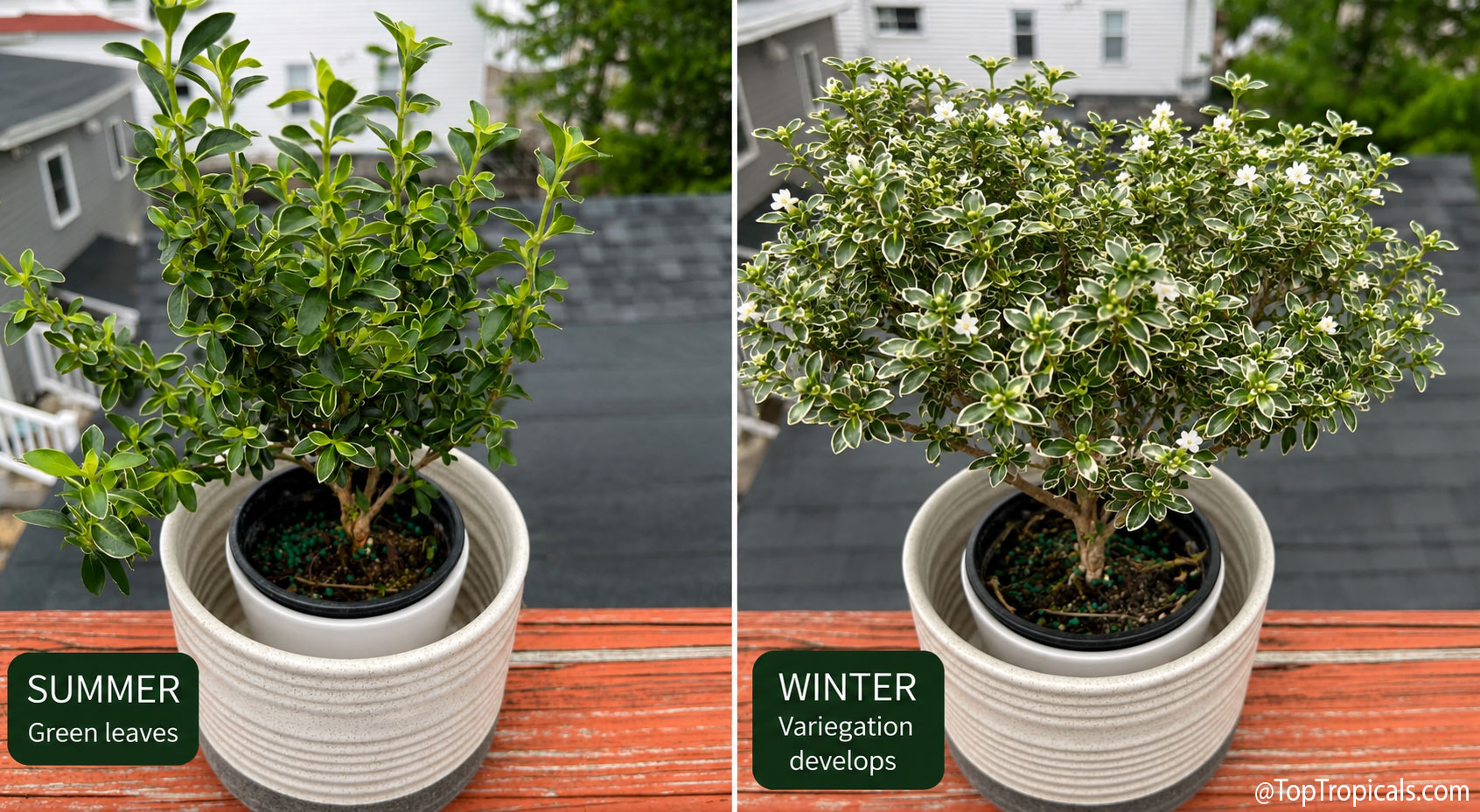 Serissa japonica (foetida) - Outer-Variegated Red Stem Snow Rose Serissa japonica (foetida) - Outer-Variegated Red Stem Snow Rose