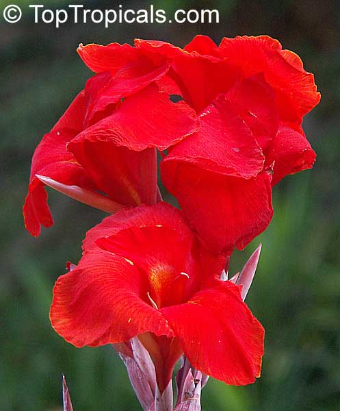 Canna indica Fire Red - seeds