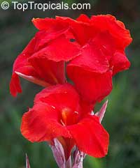 Canna indica Fire Red - seeds

Click to see full-size image