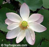 Nelumbo nucifera, Asiatic Lotus

Click to see full-size image