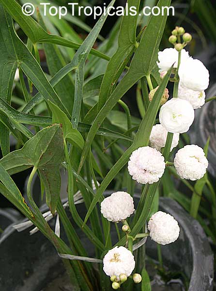 Sagittaria sagittifolia, Broadleaf Arrowhead