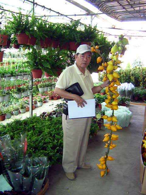 Solanum mammosum, Nipple Fruit, Tit Plant, Apple of Sodom, Terong