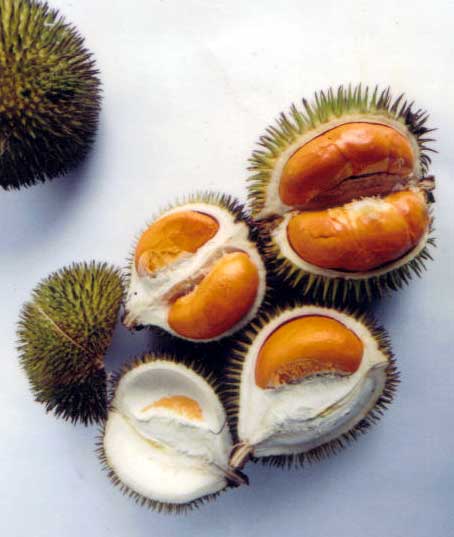 Durio sp., Durian, Durian Kuning, Durian Merah