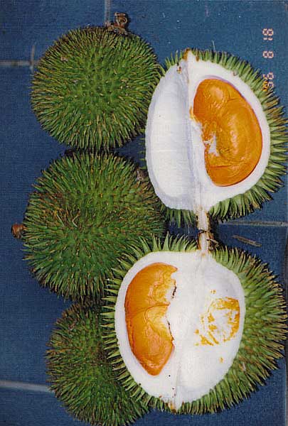 Durio sp., Durian, Durian Kuning, Durian Merah. Durio graveolens. Photo by Bobby Tee
