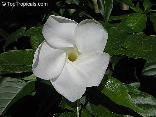 Stemmadenia, Milky way tree flower