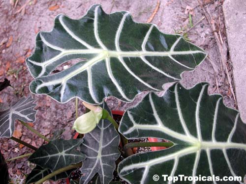 Alocasia sanderiana, Alocasia amazonica, Kris plant
