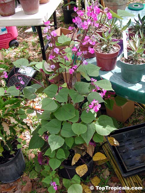 Lablab purpureus, Dolichos lablab, Hyacinth bean