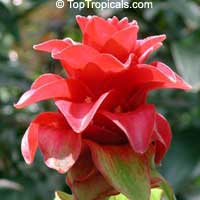 red button ginger plant edible