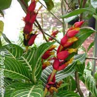 Sanchezia speciosa, Sanchezia nobilis, Sanchezia, Fire Fingers

Click to see full-size image