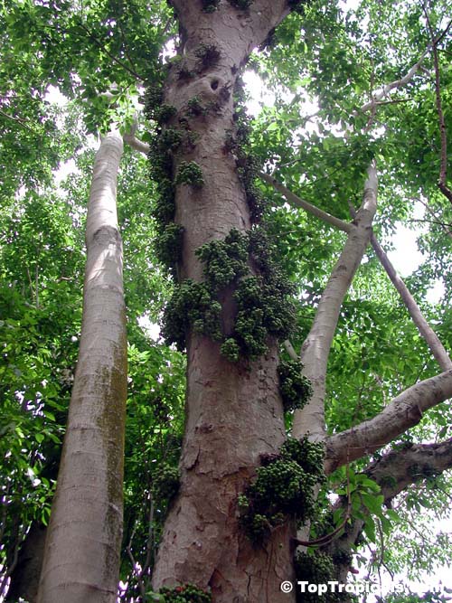 Ficus sycomorus, Common Cluster Fig
