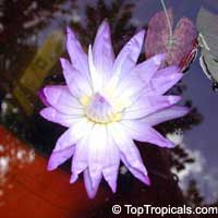 Nymphaea sp., Water Lily