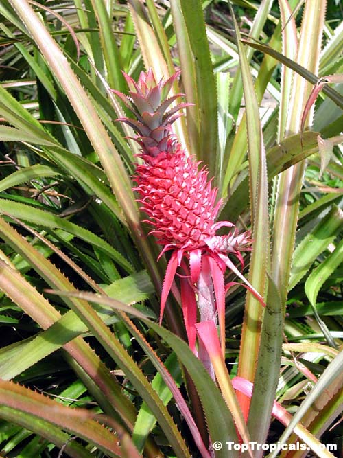 Ananas sp., Pineapple, Pina. Ananas bracteatus - Red Pineapple