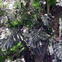Monstera deliciosa, Philodendron pertusum, Swiss Cheese Plant, Fruit Salad Plant, Ceriman

Click to see full-size image