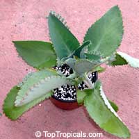 Kalanchoe laetivirens - Big Momma

Click to see full-size image
