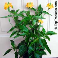 Crossandra infundibuliformis, Crossandra undulifolia Yellow, Yellow Crossandra