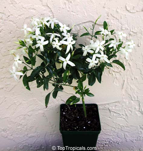 Jasminum tortuosum, African Jasmine, Perfume jasmine