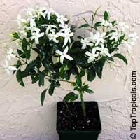 Jasminum tortuosum, African Jasmine, Perfume jasmine

Click to see full-size image