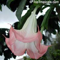 Brugmansia suaveolens, Brugmansia suaveolens hybrids, Datura suaveolens, Angel's trumpet

Click to see full-size image