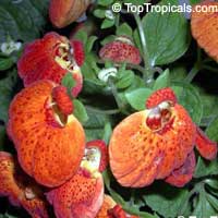 Calceolaria herbeohybrida, Pouch flower, Slipper flower, Slipperwort, Pocket book flower

Click to see full-size image