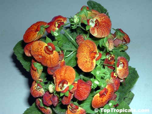 Calceolaria herbeohybrida, Pouch flower, Slipper flower, Slipperwort, Pocket book flower