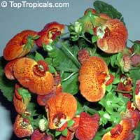 Calceolaria herbeohybrida, Pouch flower, Slipper flower, Slipperwort, Pocket book flower

Click to see full-size image