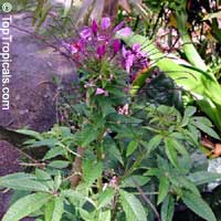 Cleome hassleriana, Cleome spinosa, Spider Flower, Crown Flower

Click to see full-size image